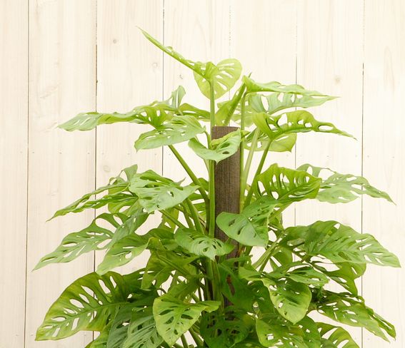 マドカズラ 10号 【大きい観葉植物専門店ガーデントロピカ】大型観葉