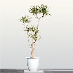 ドラセナ・コンシンネ 10号 【大きな観葉植物専門店 ガーデントロピカ