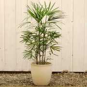 シュロチク 8号☆【大きな観葉植物専門店 ガーデントロピカ】 大型観葉