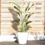 大きい観葉植物専門店　ガーデントロピカ　販売　通販　オーガスタ