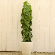 オーガスタ　販売・通販　大きい観葉植物専門店ガーデントロピカ