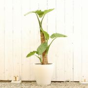大きい観葉植物専門店ガーデントロピカ