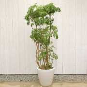 ポリシャス タイワンモミジ10号　販売・通販【大きい観葉植物専門店ガーデントロピカ】