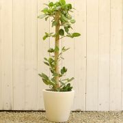 ベンガルボダイジュ（ベンガルゴム）10号☆【大きな観葉植物専門店