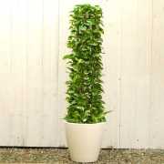 大きい観葉植物専門店　ガーデントロピカ　販売　通販　タワーポトス