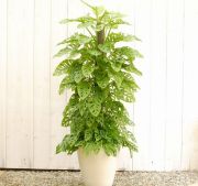 マドカズラ【大きな観葉植物専門店　ガーデントロピカ】