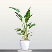 根強い人気☆オーガスタ 10号（ストレリチア・ニコライ）【大きい観葉