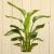 大きな観葉植物専門店　ガーデントロピカ　オーガスタ　陶器鉢入り