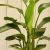 大きな観葉植物専門店　ガーデントロピカ　オーガスタ　陶器鉢入り