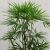 大きい観葉植物専門店　ガーデントロピカ　販売　通販　シュロチク