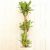 大きい観葉植物専門店ガーデントロピカ