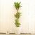 大きい観葉植物専門店ガーデントロピカ