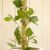 大きい観葉植物専門店　ガーデントロピカ　ベンガルボダイジュ