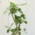 ベンガルボダイジュ【大きな観葉植物専門店　ガーデントロピカ】