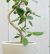 ベンガルボダイジュ【大きな観葉植物専門店　ガーデントロピカ】