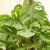 大きい観葉植物専門店ガーデントロピカ