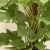 大きい観葉植物専門店ガーデントロピカ