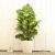 大きい観葉植物専門店ガーデントロピカ