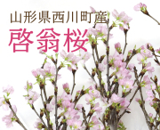 【２０２6年新春発送】　啓翁桜　　（ご注文より約20日後お届け）