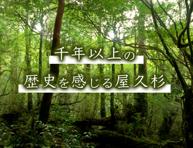 ローレシア 屋久杉 19号