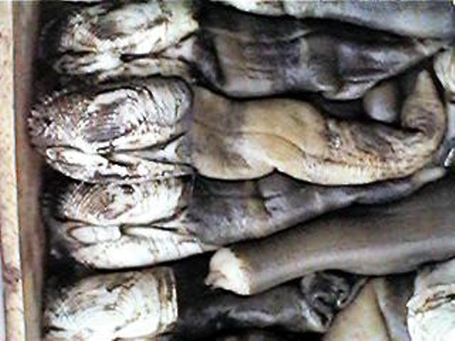 グロテスク！でも幻の珍味！海茸