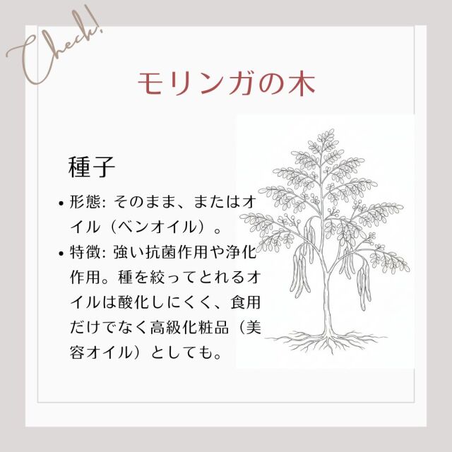 【種子】形態: そのまま、またはオイル。 特徴: 強い抗菌作用や浄化作用。オイルは酸化しにくく、食用だけでなく高級化粧品としても。