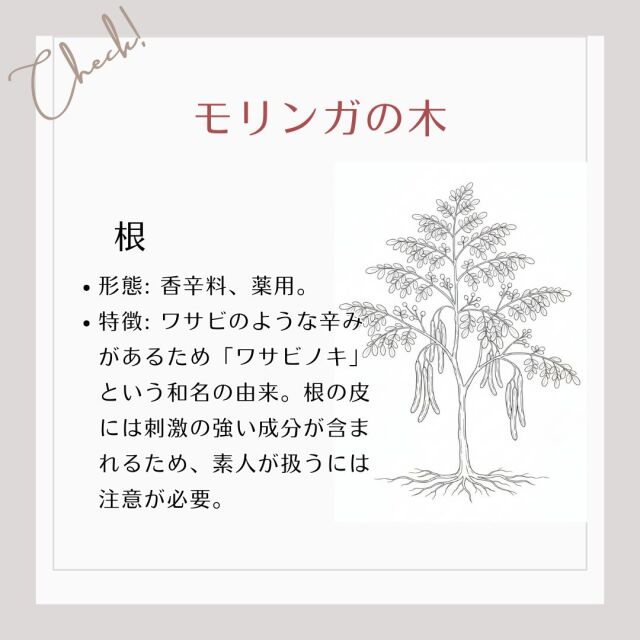 形態: 香辛料、薬用。 特徴: ワサビのような辛み。別名「ワサビノキ」。根の皮には刺激の強い成分があり、扱うには注意が必要。