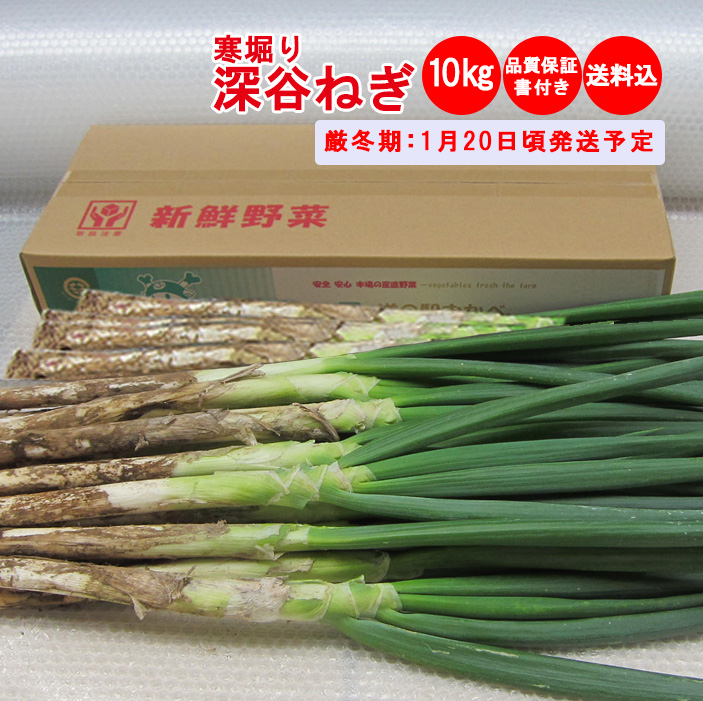 寒掘り深谷ねぎ 10Kg 贈答用