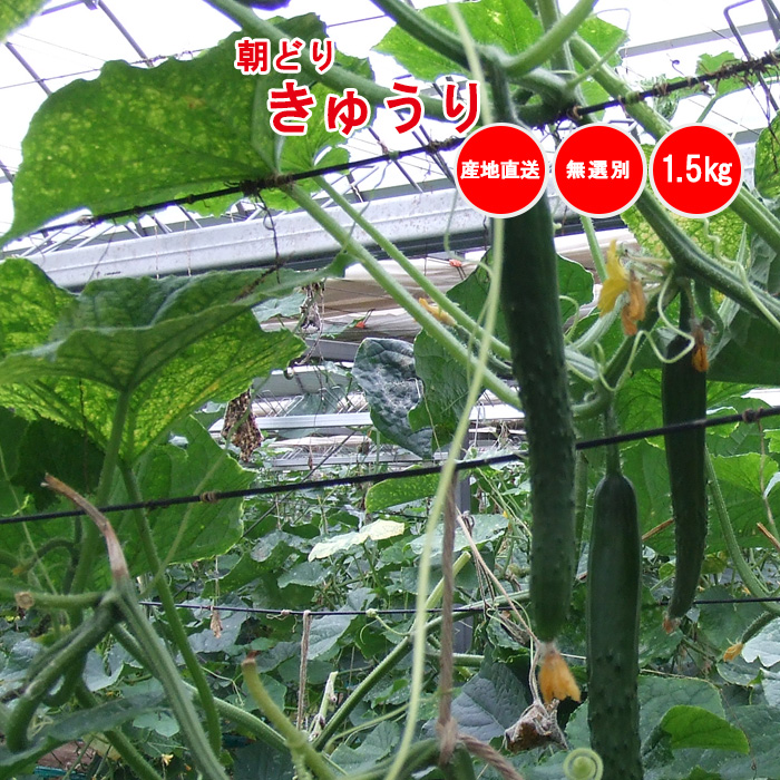 朝どりきゅうり 訳あり 無選別 1.5kg