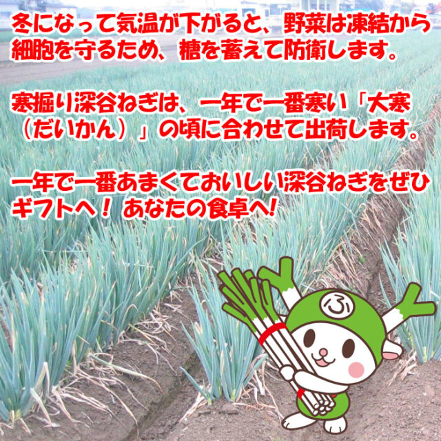 寒掘深谷ねぎとは？