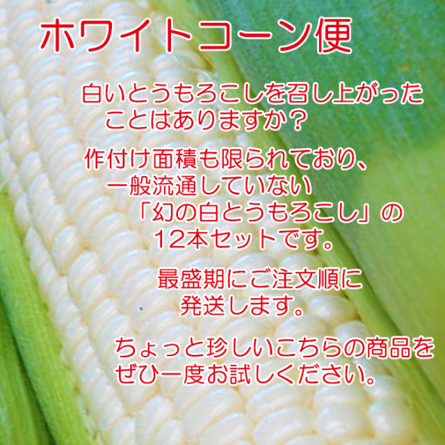 ホワイトコーン便 1箱 12本入り