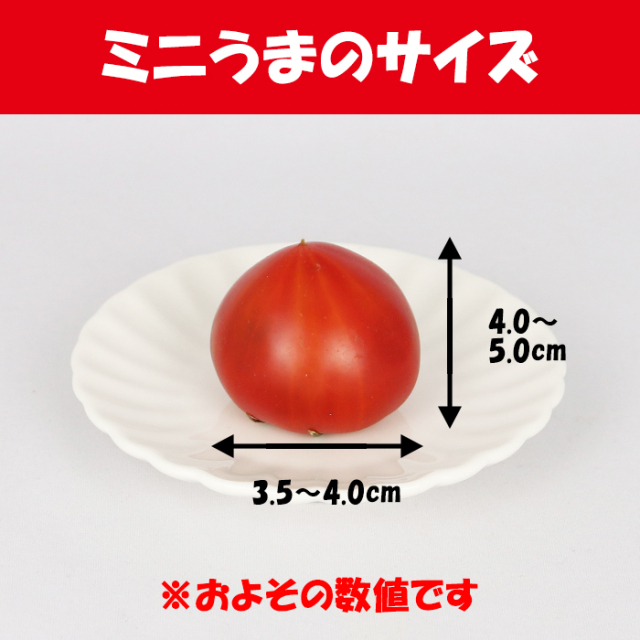 フルーツトマトうまかんべェ～ ミニうま約7～10玉A品【約450g