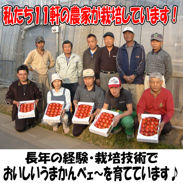 フルーツトマトうまかんべェ～ 500g 訳あり/B品【サイズ表記なし