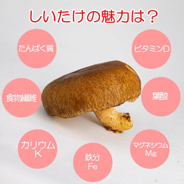 菌床（きんしょう）しいたけくん 約350g【埼玉県深谷市産 送料別】