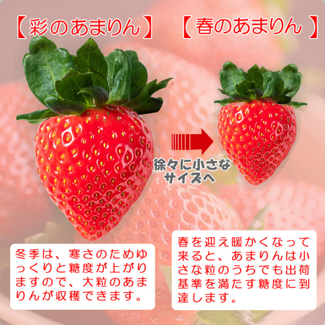 春のあまりん
