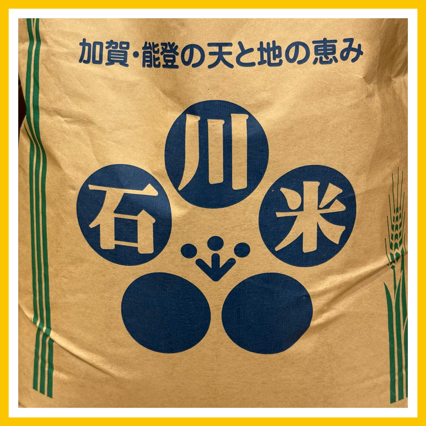 石川コシヒカリ（仮）