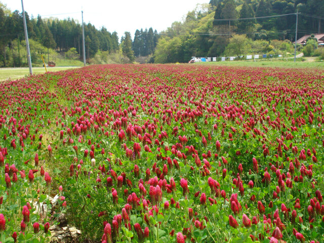 3年産 島根県 邑智 ハーブきぬむすめ特別栽培米 栽培期間中農薬５割減 化学肥料9 9割減