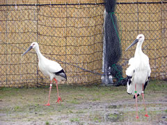 福井コウノトリ
