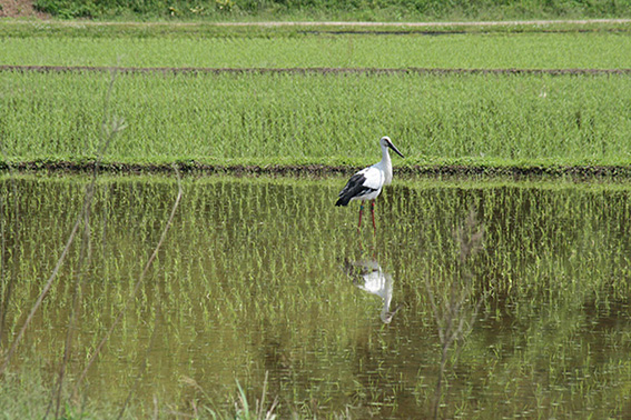 コウノトリ米