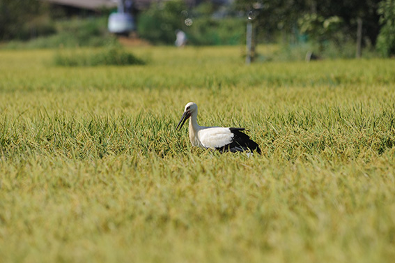 コウノトリ米