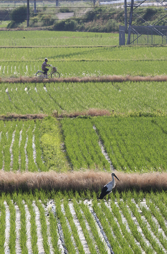 コウノトリ米