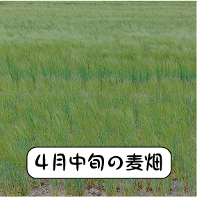 麦畑
