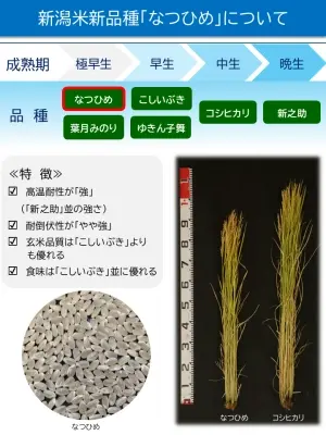 なつひめ