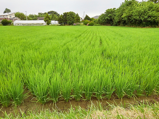 ササニシキ田んぼ