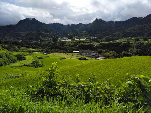 高千穂の棚田