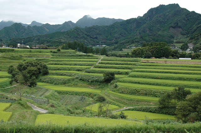 高千穂の棚田2