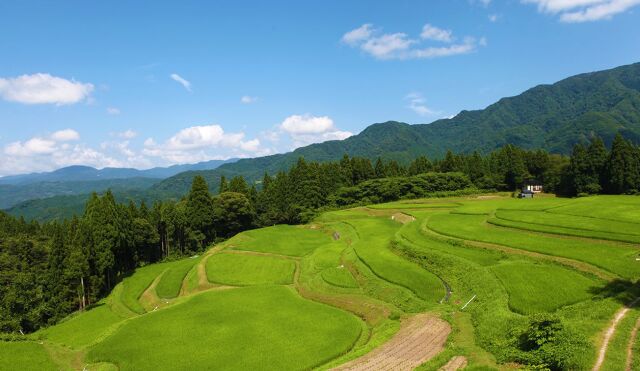 棚田コシヒカリ