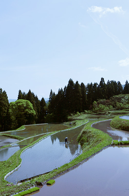 棚田コシヒカリ