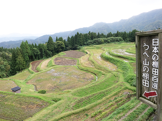 棚田コシヒカリ