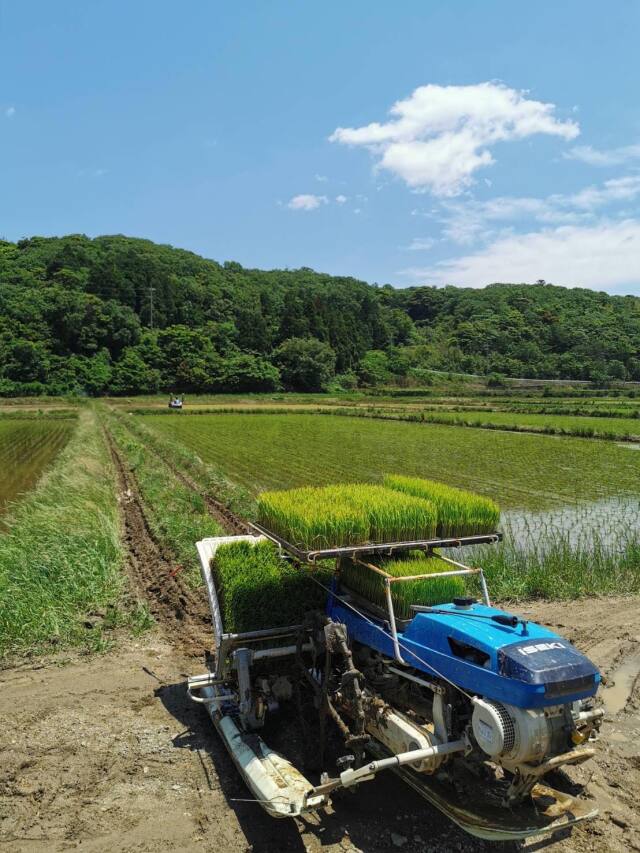 7年産 京都府 京丹波コシヒカリ 特別栽培米（栽培期間中農薬5割減